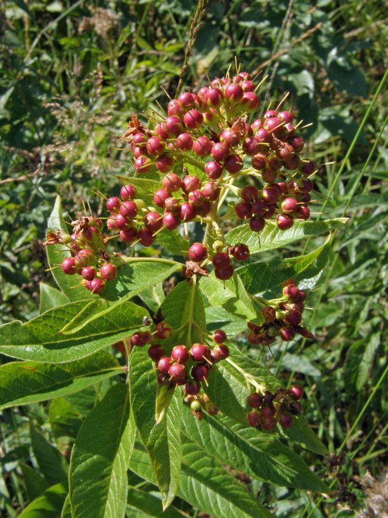 Gewöhnlicher Gilbweiderich / Lysimachia vulgaris