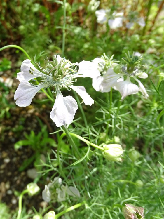 Acker-Schwarzkümmel / Nigella arvensis