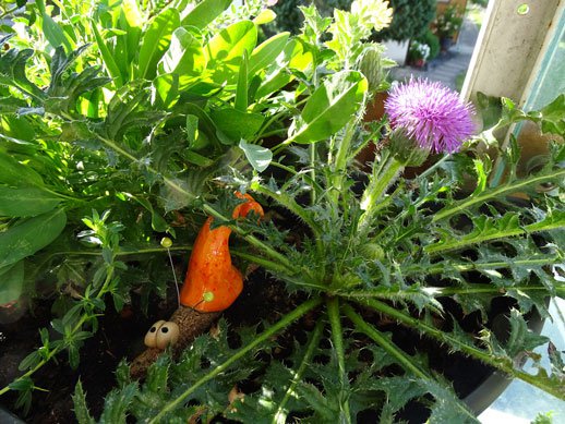 Stängellose Kratzdistel / Cirsium acaule