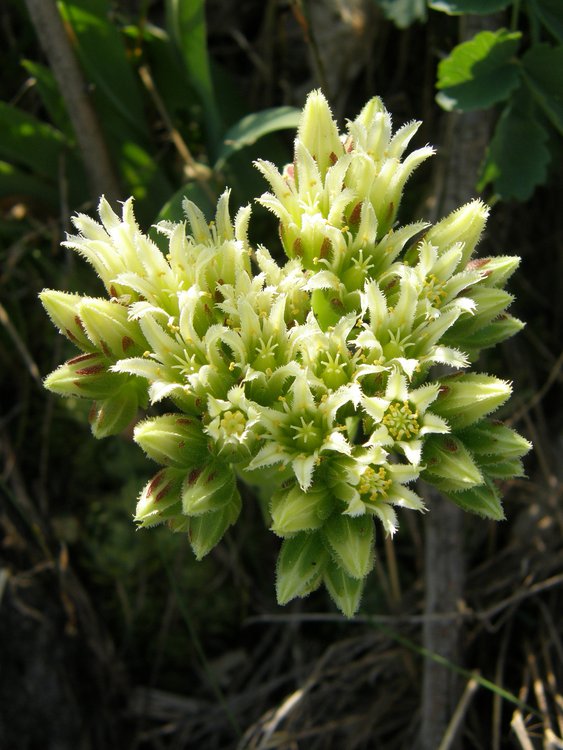 Sprossender Donarsbart / Jovibarba globifera
