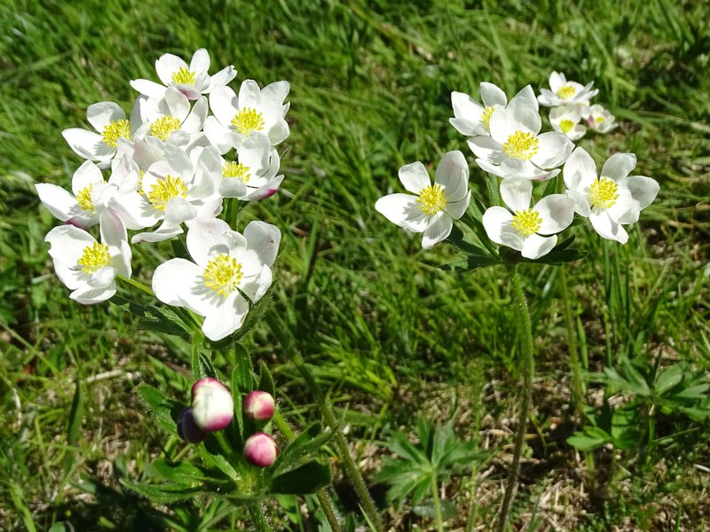 Berghähnlein / Anemone narcissiflora
