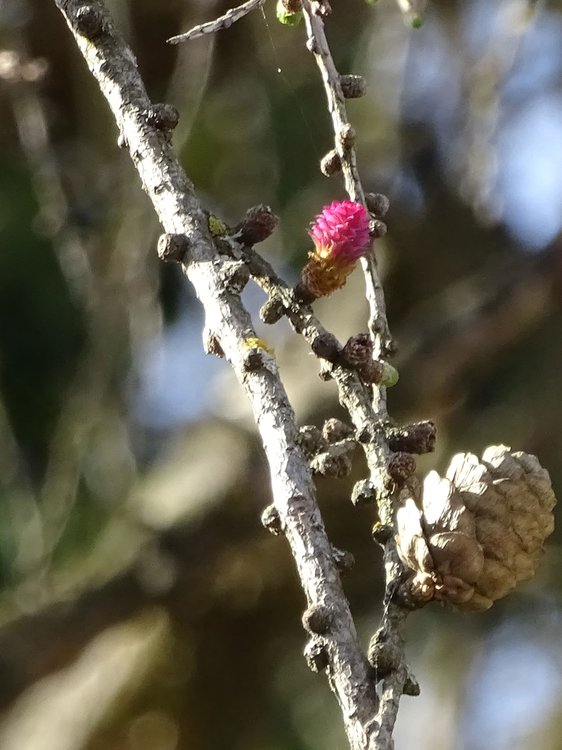 Europäische Lärche / Larix decidua