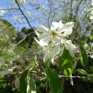 Gewöhnliche Felsenbirne / Amelanchier ovalis