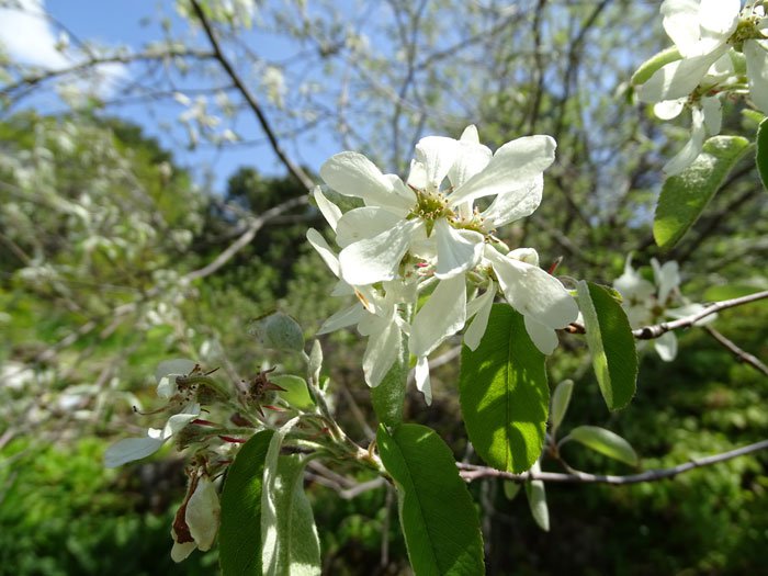 Gewöhnliche Felsenbirne / Amelanchier ovalis