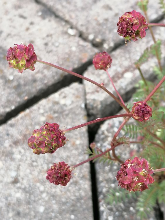 Kleiner Wiesenknopf / Sanguisorba minor