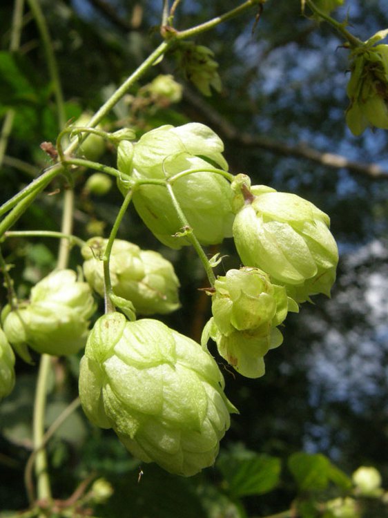 Hopfen / Humulus lupulus