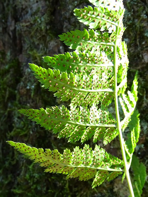 Gewöhnlicher Dornfarn / Dryopteris carthusiana