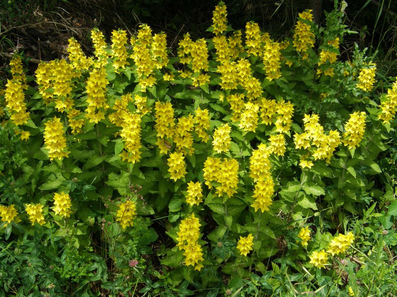 Punktierter Gilbweiderich / Lysimachia punctata