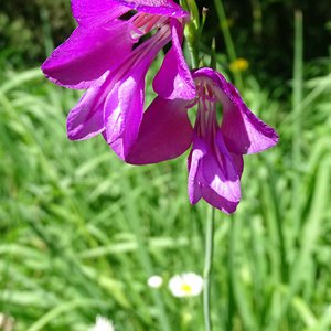 Sumpf-Gladiole / Gladiolus palustris