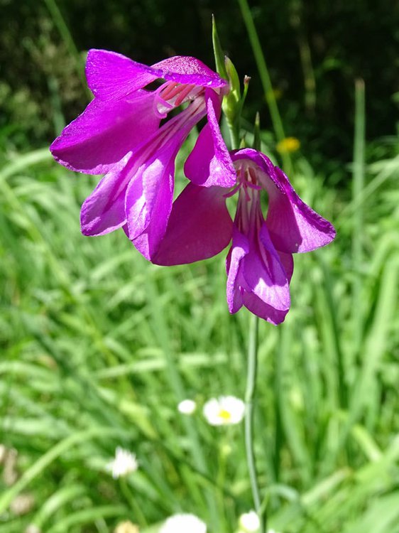 Sumpf-Gladiole / Gladiolus palustris