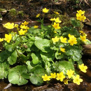 Sumpf-Dotterblume / Caltha palustris