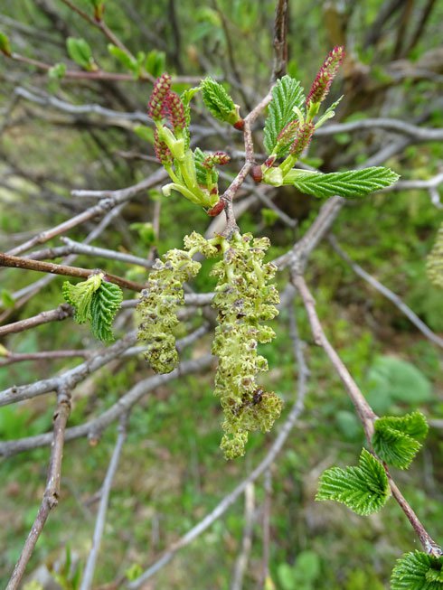 Grün-Erle / Alnus viridis