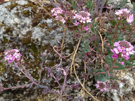Felsen-Steintäschel / Aethionema saxatile