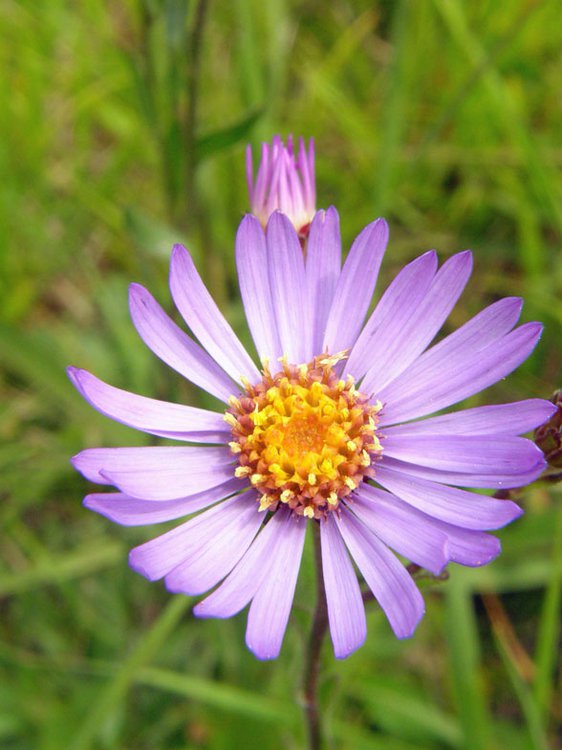 Berg-Aster / Aster amellus