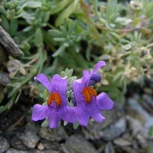 Alpen-Leinkraut / Linaria alpina