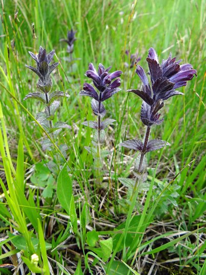 Alpenhelm / Bartsia alpina