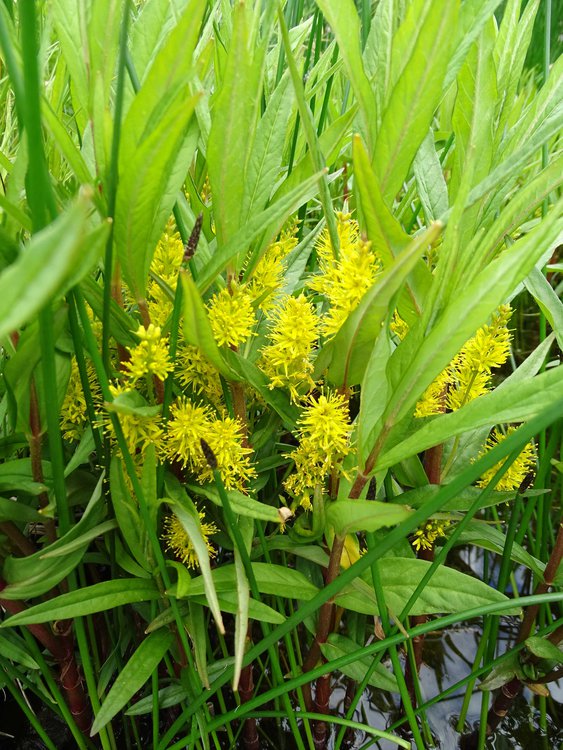 Straußblütiger Gilbweiderich / Lysimachia thyrsiflora