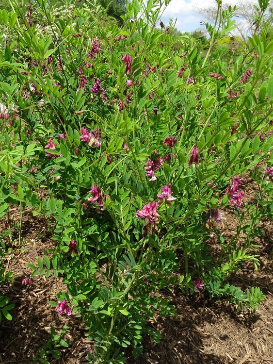 Schwarzwerdende Platterbse / Lathyrus niger