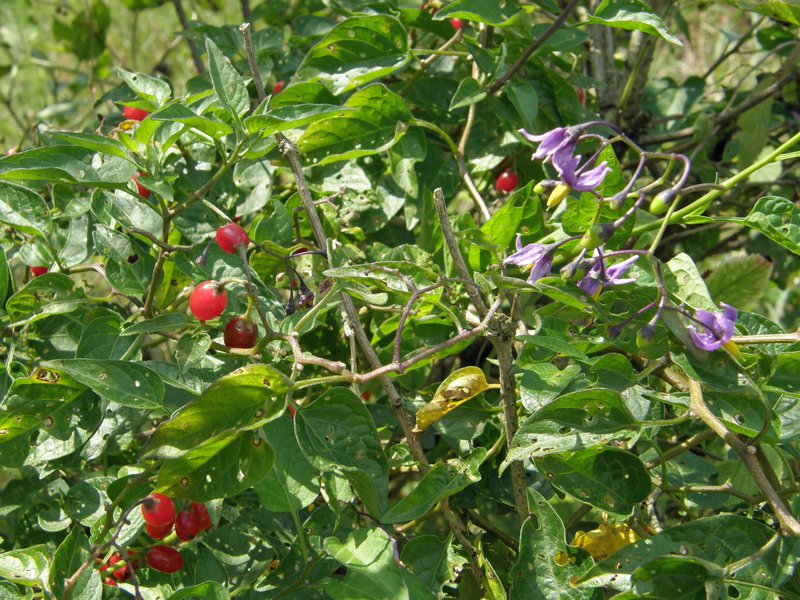 Bittersüßer Nachtschatten / Solanum dulcamara
