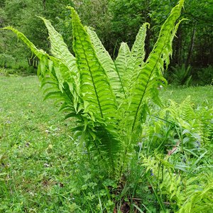Straußfarn / Matteuccia strutiopteris