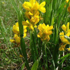 Flügel-Ginster / Genista sagittalis