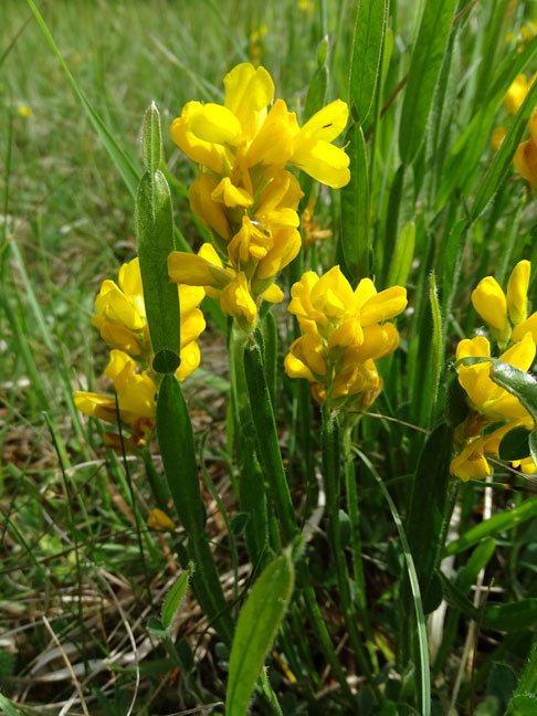 Flügel-Ginster / Genista sagittalis