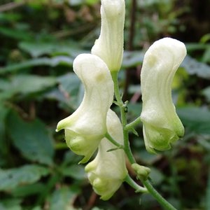 Wolfs-Eisenhut / Aconitum lycoctonum