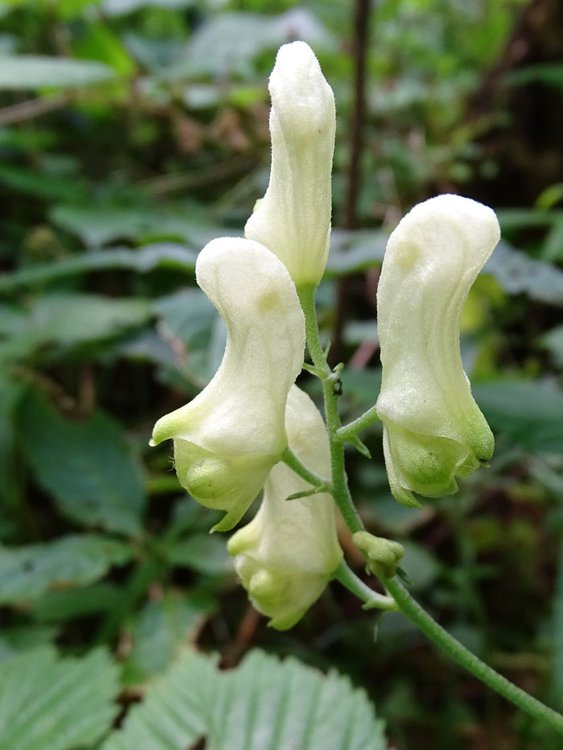 Wolfs-Eisenhut / Aconitum lycoctonum