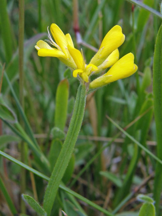Flügel-Ginster / Genista sagittalis
