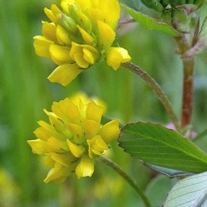 Zwerg-Klee / Trifolium dubium