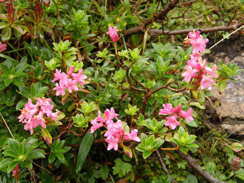 Behaarte Almrose / Rhododendron hirsutum