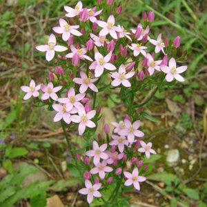 Echtes Tausendgüldenkraut / Centaurium erythraea