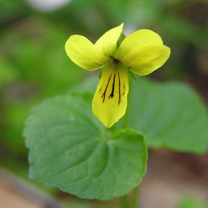 Zweiblütiges Veilchen / Viola biflora