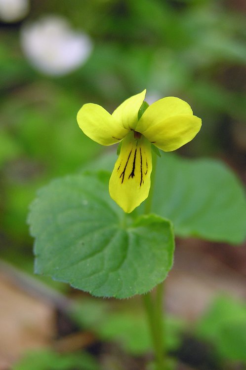 Zweiblütiges Veilchen / Viola biflora