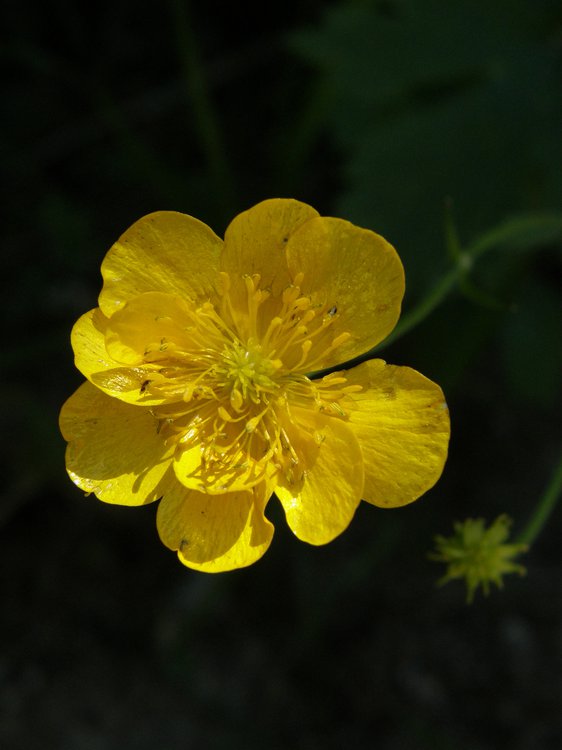 Wolliger Hahnenfuß / Ranunculus lanuginosus
