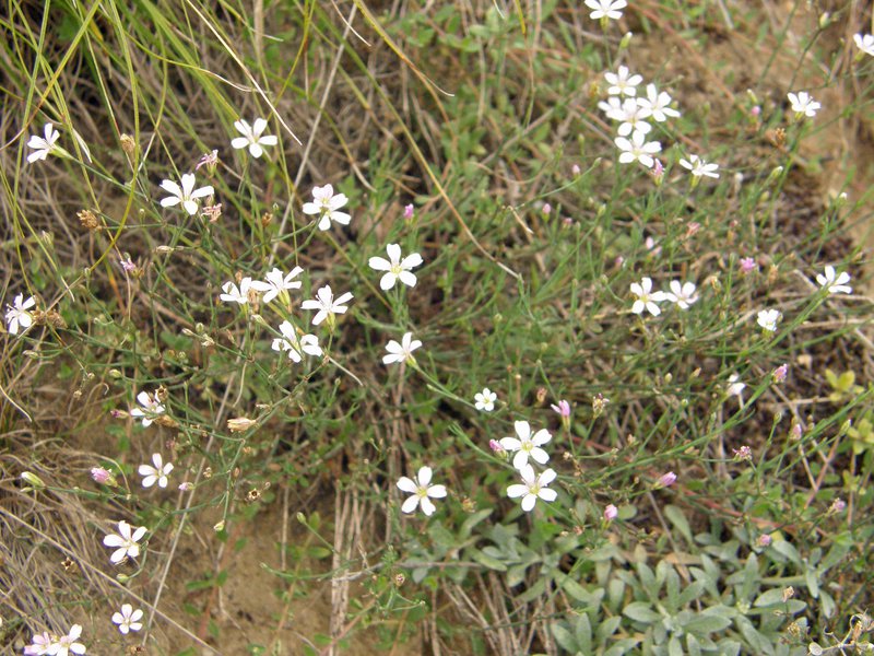 Acker-Gipskraut / Gypsophila muralis
