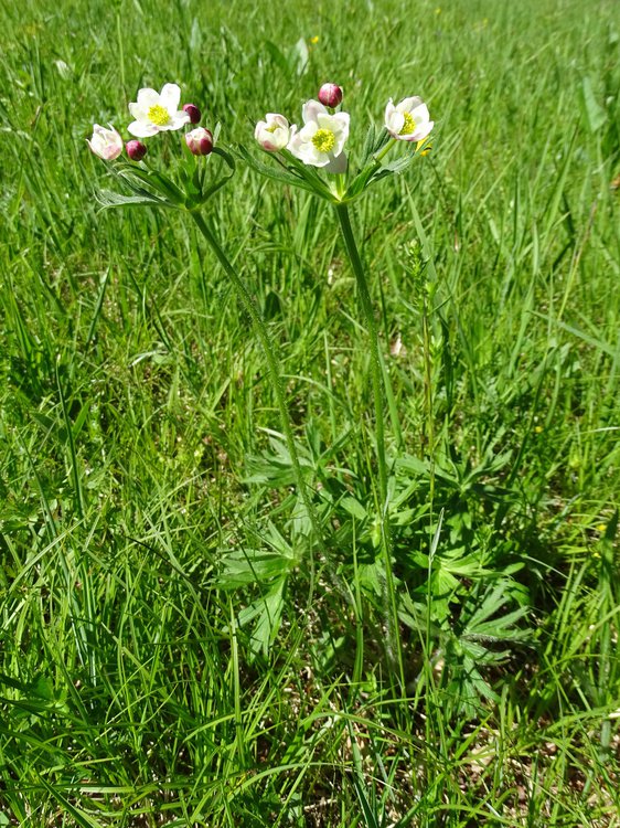 Berghähnlein / Anemone narcissiflora