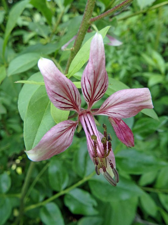 Diptam / Dictamnus albus