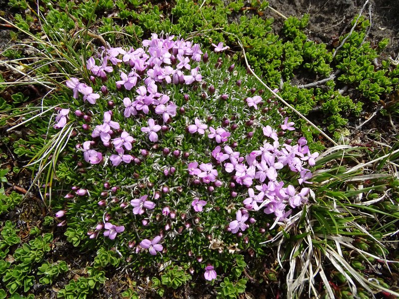 Rotes Seifenkraut / Saponaria ocymoides