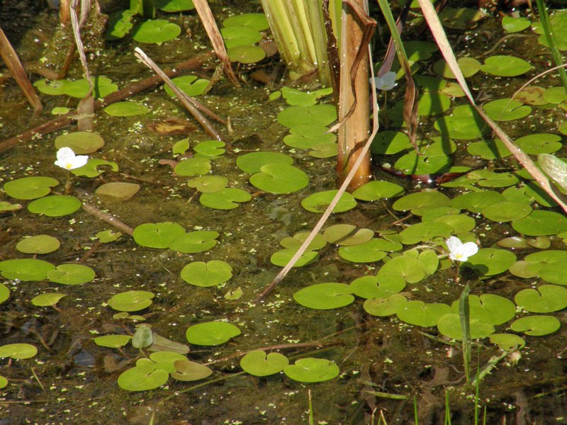 Europäischer Froschbiss / Hydrocharis morsus-ranae