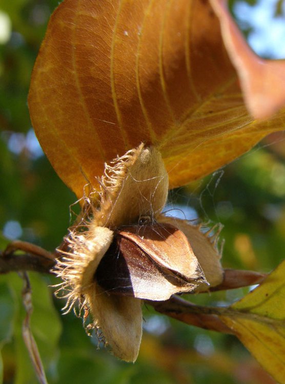 Rotbuche / Fagus sylvatica