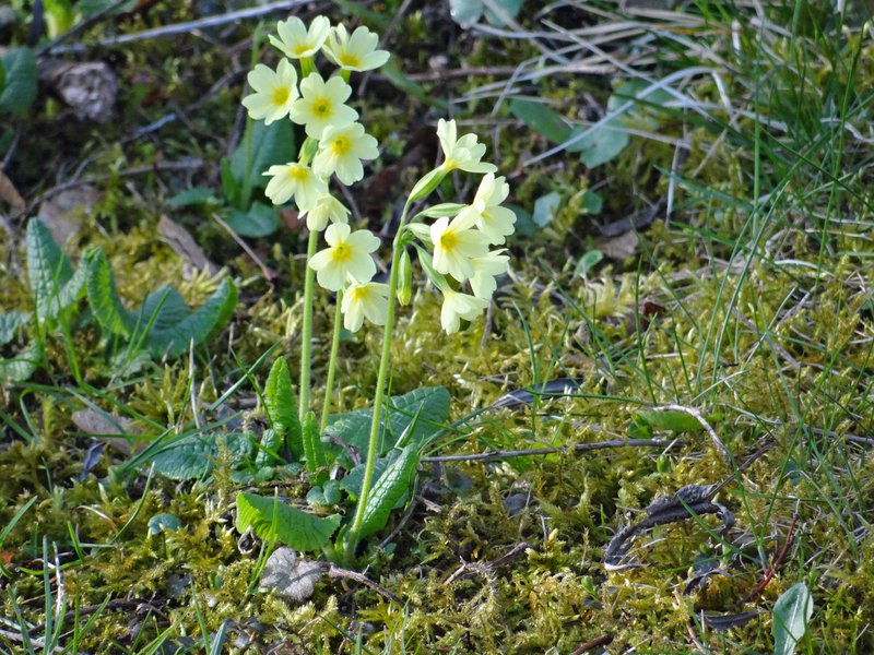 Wald-Schlüsselblume / Primula elatior