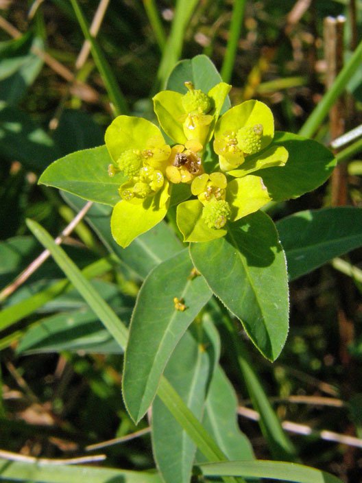Warzen-Wolfsmilch / Euphorbia verrucosa