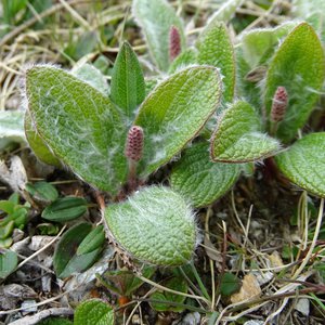 Netz-Weide / Salix reticulata