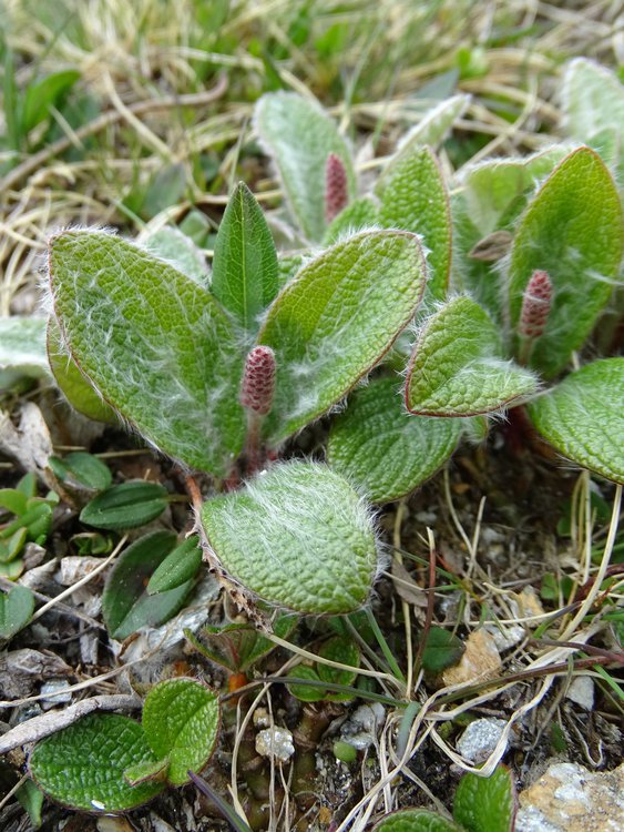 Netz-Weide / Salix reticulata