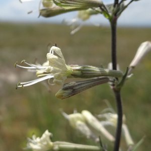 Ohrlöffel-Leimkraut / Silene otites