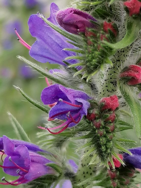 Gewöhnlicher Natternkopf / Echium vulgare