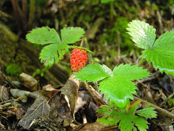 Zimt-Erdbeere / Fragaria moschata