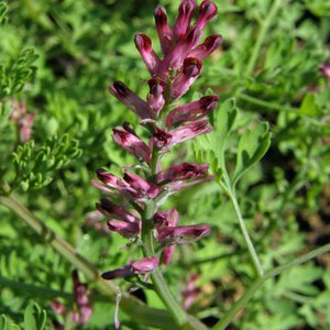 Gewöhnlicher Erdrauch / Fumaria officinalis