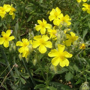 Gewöhnliches Sonnenröschen / Helianthemum nummularium
